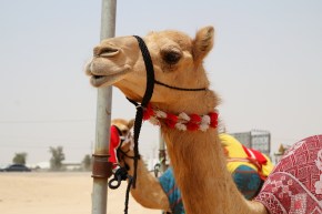 Kamelimarkkinoilla