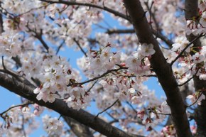 Hanami eli kukkivat kukat