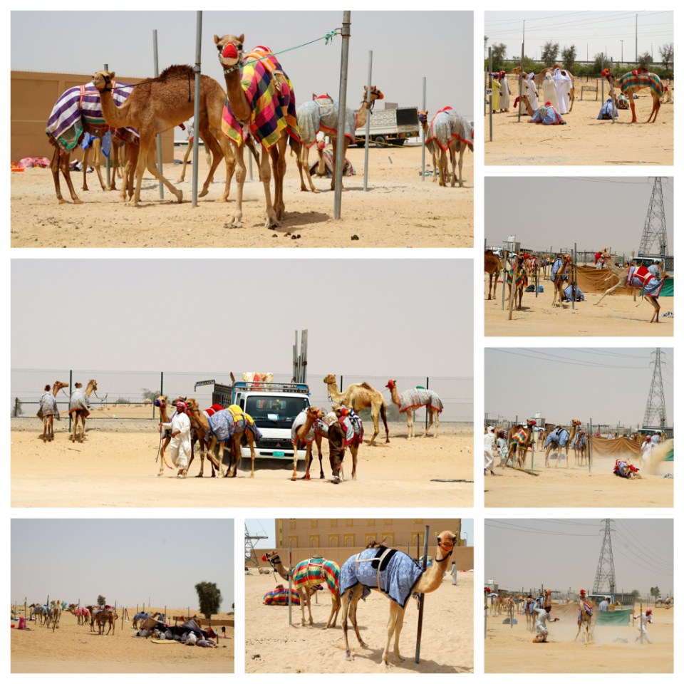 Villiä menoa kamelimarkkinoilla