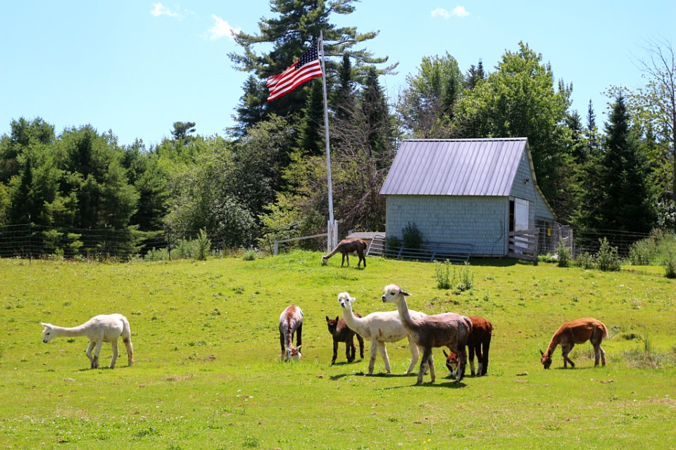 Pihalla pällistelemässä