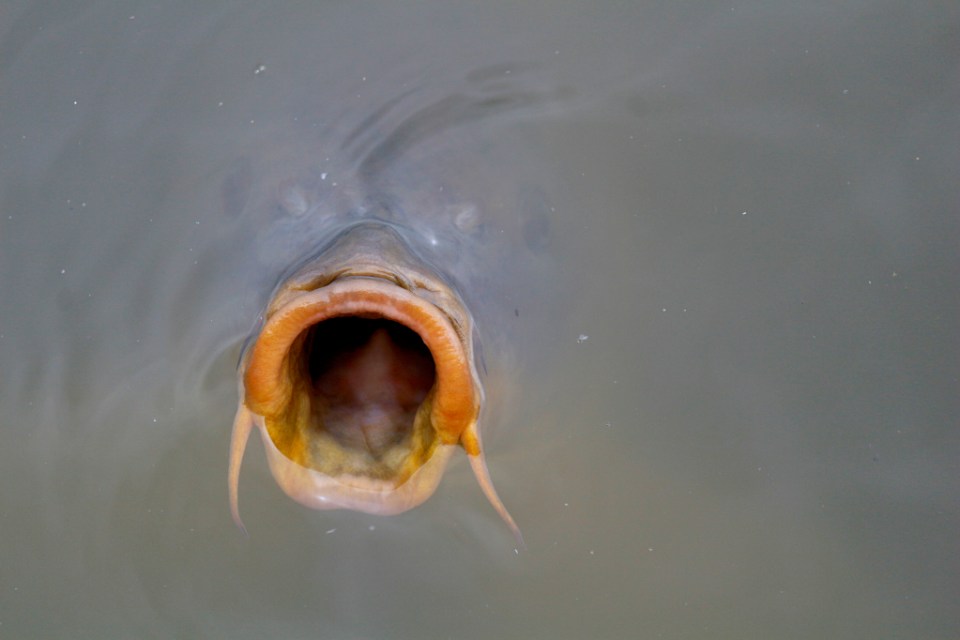 Meikäläiselle ruokaa!