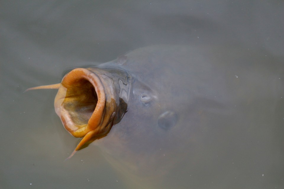 Minua on ilmeisesti joskus syötetty