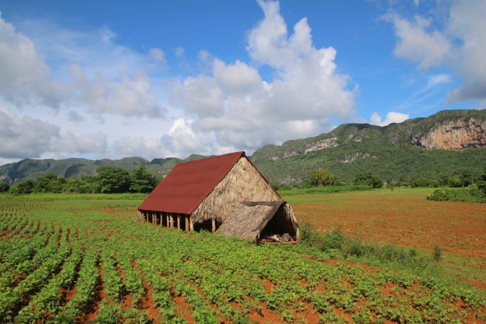 Sikarin lehtien kuivausvaja