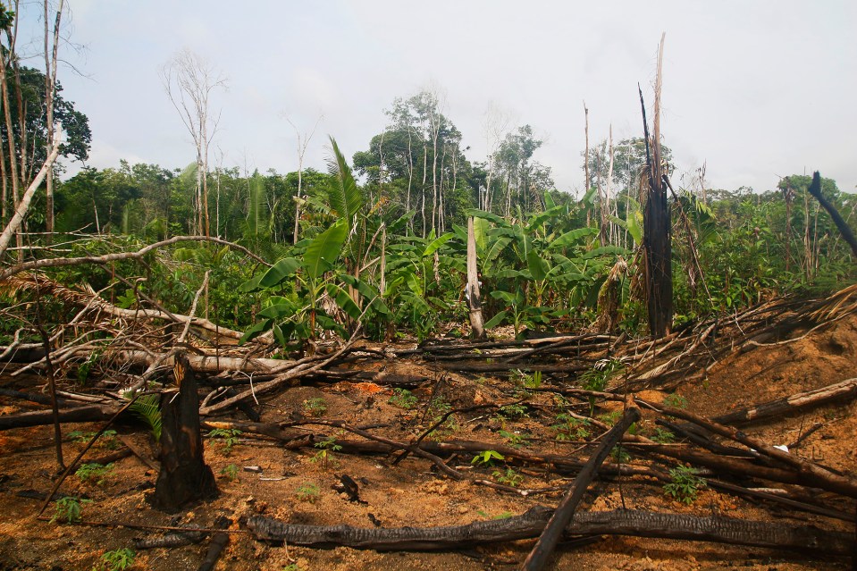 Hukassa hakkuuaukealla