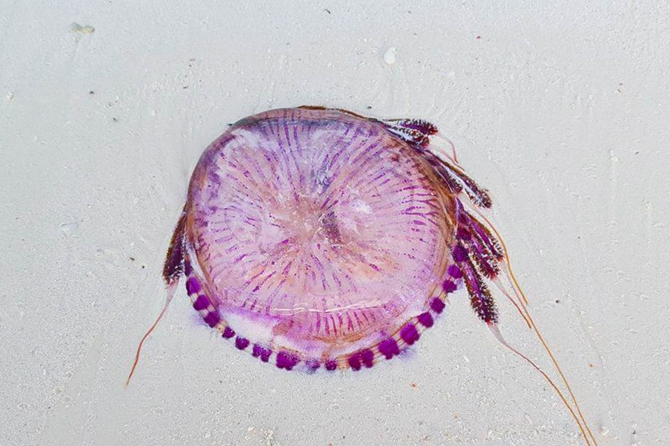 Kuvan meduusa ei liity tapaukseen