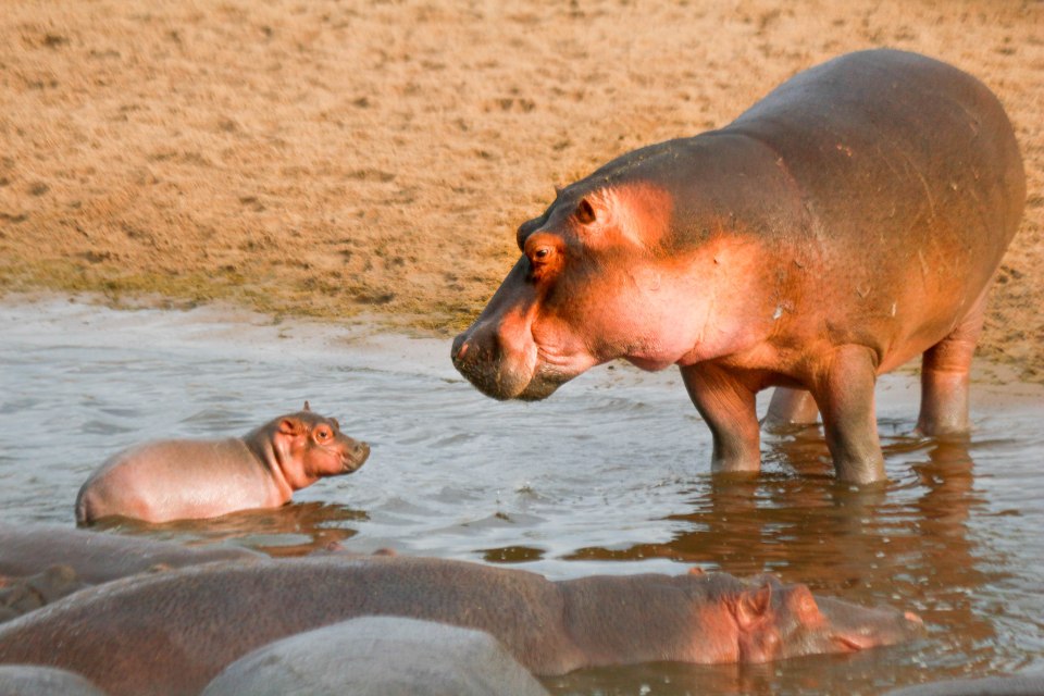 Hippo ja possu