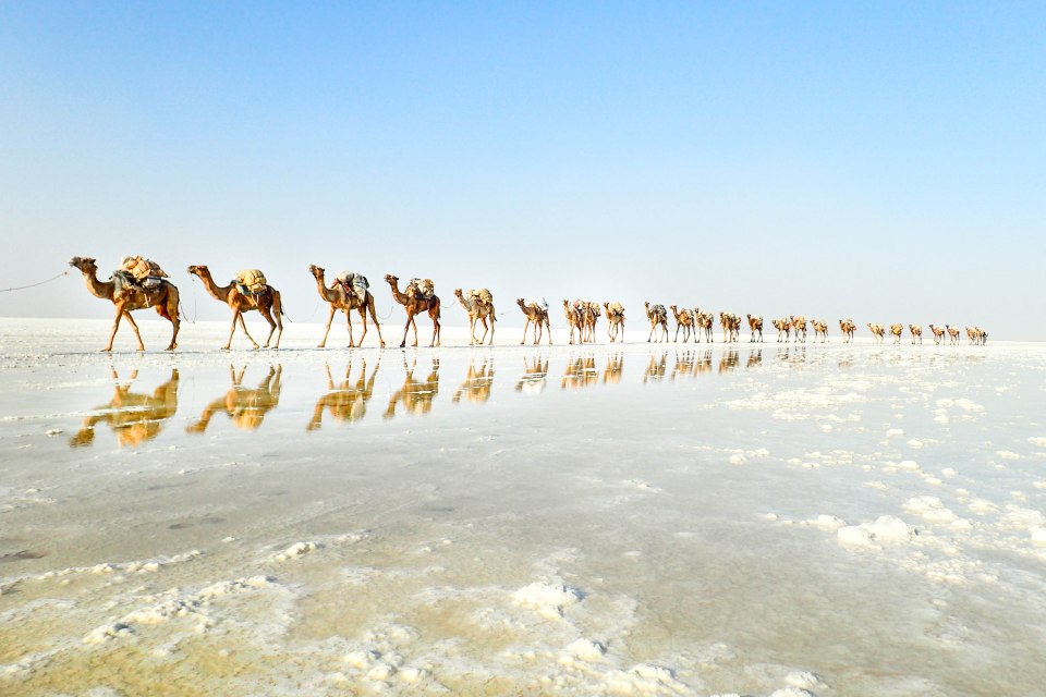 Kamelijoukko vaeltaa